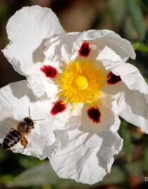 Cistus-ladanifer-jara-pringosa-abeja-7494