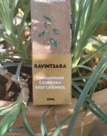 Ravintsara 1